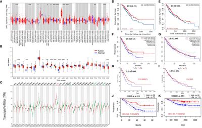 Resveratrol analog, triacetylresveratrol, a potential immunomodulator of lung adenocarcinoma immunotherapy combination therapies